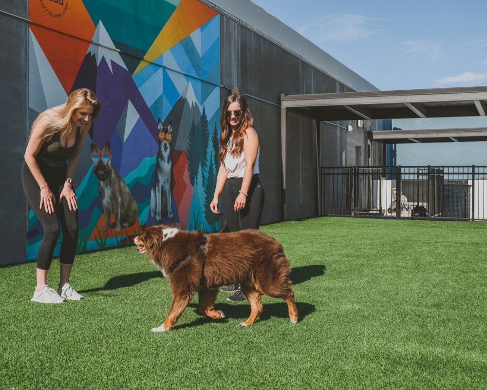 Pet Friendly Luxury Apartments in Denver, CO - DECO Apartments Dog Park With Green Turf and Beautiful Mural Painted on Adjacent Wall